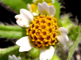 Image result for Galinsoga quadriradiata