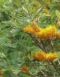 Image result for Grevillea robusta