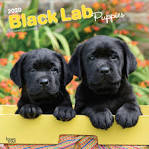 Chocolate Yellow Black Lab Puppies For Sale - Labrador ...