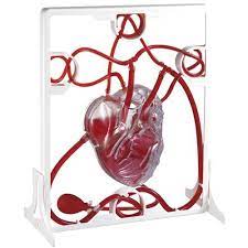 eduplay 120 066 herz modell menschliche anatomie mit pumpfunktion rot transparent 1 stuck mariposa toys