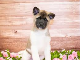 The akita originated in akita, japan and was originally developed in the 19th century as a watchdog and hunting dog.it is believed that the akita was brought to the united states by helen keller, who took a liking to. Akita Puppies Pet City Pet Shops