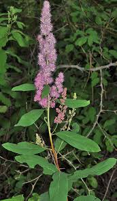 Image result for Spiraea douglasii