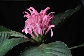 Image result for Justicia sp. A cf. engleriana