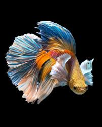 Discovery On Instagram Out Of More Than 73 Species Of The Genus Betta The Fish Most People Are Familiar Wi In 2020 Betta Fish Siamese Fighting Fish Betta Fish Types