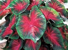 Heat tolerant summer flowers ; Caladium Bulbs For Sale Buy Bulk Caladium Bulbs Caladium Florida Caladium Caladium Bulbs