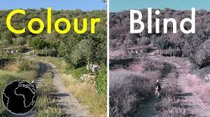 The glasses may not work for those who are severely colorblind, and the glasses are not a cure. How Color Blindness Works Youtube
