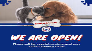 Maybe you would like to learn more about one of these? Veterinarian In Simi Valley Ca American Veterinary Hospital