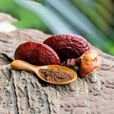 Image result for Ganoderma lucidum