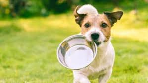 Beurre.on boit … café noir ou … café au lait. Alimentation Du Chien 15 Erreurs A Eviter Absolument