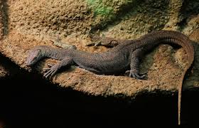 What about mitchells water monitors, they're just amazing and are small enough to keep in a giant indoor setup. Mertens Water Monitor By Joost Thissen Jungledragon