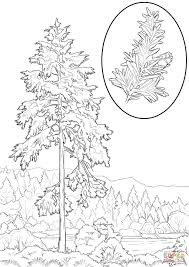 These are really cute and include the state birds, animals, flowers, trees and more hints about each state. Washington State Tree Coloring Page High Quality Coloring Pages Coloring Home