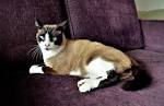 Siamese Cat Breed Information: Behavior, Pictures and Care ...