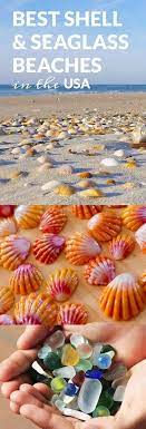 Pin On Shells Shells Shells