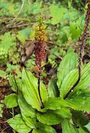 Image result for Malaxis weberbaueriana