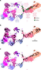 In some cases you can use position instead a noun conclusion. The Art Of Using T Sne For Single Cell Transcriptomics Nature Communications