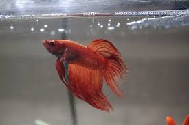 What Is A Betta Fish S Natural Diet What Is The Best Type Of Food Pellets Freeze Dried Frozen Or Raw Betta Fish Tank Betta Fish Betta