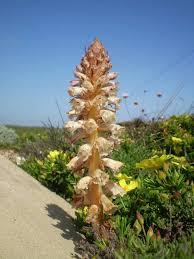 Image result for Helixanthera garciana