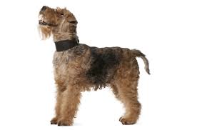 We have 8 very strong, muscu. Welsh Terrier Puppies For Sale In Florida Adoptapet Com