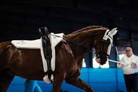 How many times must you complete lunge training until the horse gets it? The Art Of Lunging Your Horse