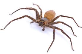 When homeowners come indoors as cooler weather starts to blow in, they may not realize. Pest Control Brown Recluse Pest Control Treatment
