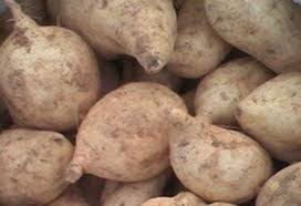 Pengat ubi keledek sangat sedap ye. Cara Tanam Ubi Keledek Dengan Mudah Dan Berkesan Root Of Science Di 2021 Ubi Kecambah Makanan