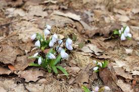2 to 4 inches wide flower: Early Squill Or Mishchenko Squill Or White Squill Flowers Stock Photo Picture And Royalty Free Image Image 74965379