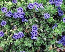 Image result for Aptosimum