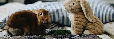 Comment Divertir Et Enrichir L Environnement De Son Lapin Le Fonds Saint Bernard