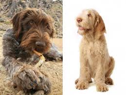 German wirehaired pointer cross pups. Wirehaired Pointing Griffon Vs Spinone Italiano Breed Comparison