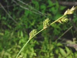 Image result for Heterotis canescens