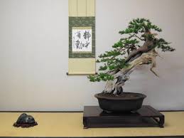 Bonsai 3 Point Display Scroll W A Poem In Kanji Against A Patterned Backdrop Small Mountain Suiseki Bonsai On Simple Stand Bonsai Tree Bonsai Plants