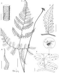 Image result for Triplophyllum