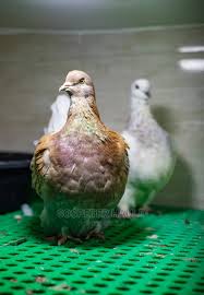 New Old Breeds