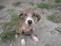 According to the animal cruelty page on the aspca website in 2017, one animal is abused with every passing minute. Cruelty To Animals Animals Are Not Ours To Abuse Animals Are Not Ours To Abuse Peta Uk