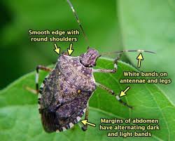 Pin On Stink Bugs