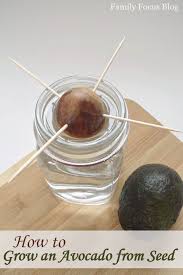 How To Grow An Avocado From Seed Family Focus Blog In 2020 Grow Avocado Avocado Seed Avocado Plant From Seed