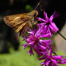 Image result for Vernonia turbinella