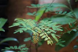 Image result for Libidibia coriaria