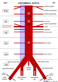 Abdominal Aorta Geeky Medics
