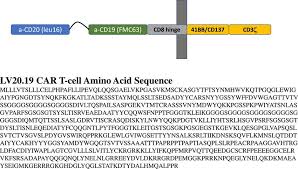 On your huawei phones and tablets. Lv20 19 Construct And Sequence Anti Cd19 And Anti Cd20 Car Constructs Download Scientific Diagram