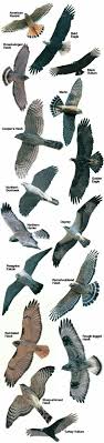 Very Nice Raptor Chart With Great Tail Detail Birds Of