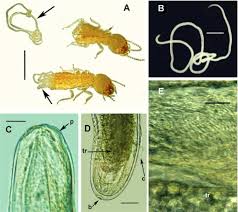 Action termite & pest control has been taking care of our house for 3 years, and doing an awesome job. Mermithid Nematode Parasites Of Eastern Subterranean Termites In North America In Nematology Volume 22 Issue 2 2020