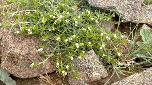 Image result for Euploca strigosa