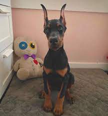Maybe you would like to learn more about one of these? Warlock Best Doberman Pupies For Sale And Adoption Facebook
