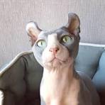 Peach Fuzz Sphynx - 502 Photos - Pet Service - Upland ...