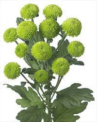 Handler Ashx 382 480 Green Flowers Chrysanthemum Flower Chrysanthemum