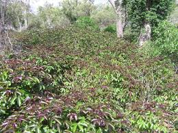 Image result for Jatropha gossypiifolia