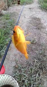 Jenis ikan yang menjadi incaran para pemancing, salah satunya adalah ikan mas. Pembekal Penternak Ikan Puyu Siam Aa é¦–é¡µ Facebook