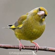 Files are available under licenses specified on their description page. Fotograsmucken Sur Instagram Entdeckt Greenfinch Finkenvogel Grunfink Birdnerd Birdpics Birds Birds Adored Bb Of Ig Birdstagram Nutsaboutbirds Best