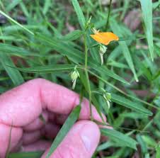 Image result for Afrohybanthus enneaspermus